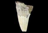 Partial Cretaceous Shark (Cretoxyrhina) Tooth - Kansas #142959-1